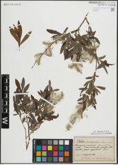 Foto von Salix purpurea L.